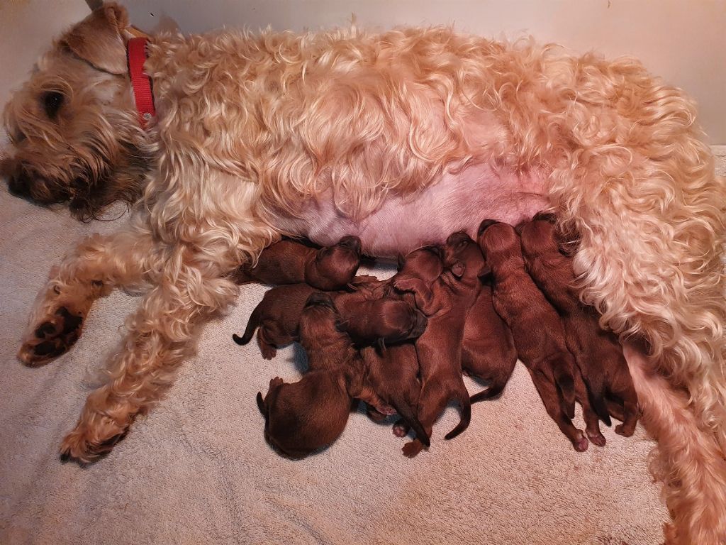 des Varennes Mystiques - Irish Soft Coated Wheaten Terrier - Portée née le 22/12/2020