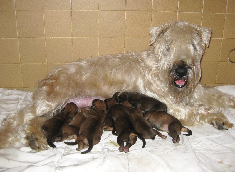 des Varennes Mystiques - Irish Soft Coated Wheaten Terrier - Portée née le 12/12/2011