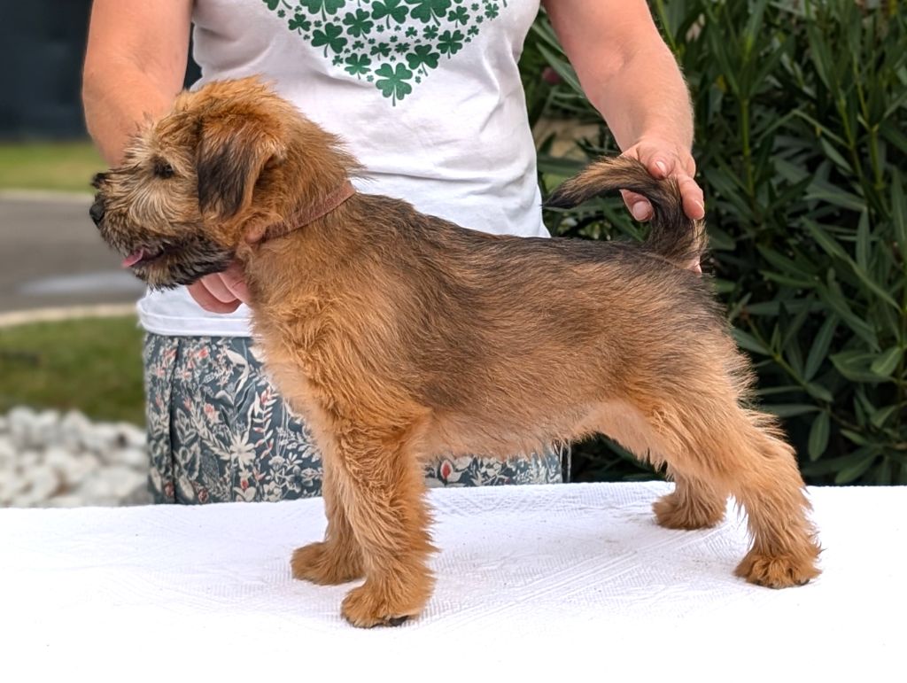 des Varennes Mystiques - Chiot disponible  - Irish Soft Coated Wheaten Terrier