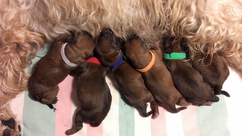 chiot Irish Soft Coated Wheaten Terrier des Varennes Mystiques