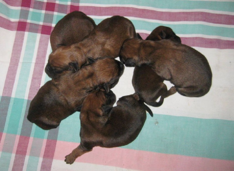 chiot Irish Soft Coated Wheaten Terrier des Varennes Mystiques