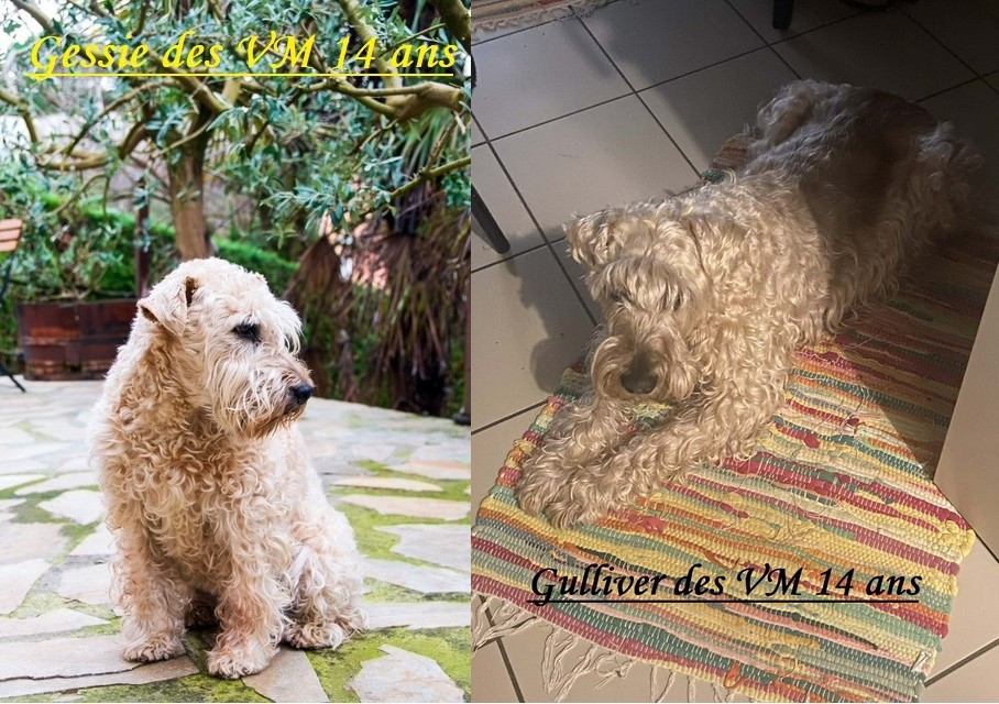 14 ans pour GESSIE et GULLIVER