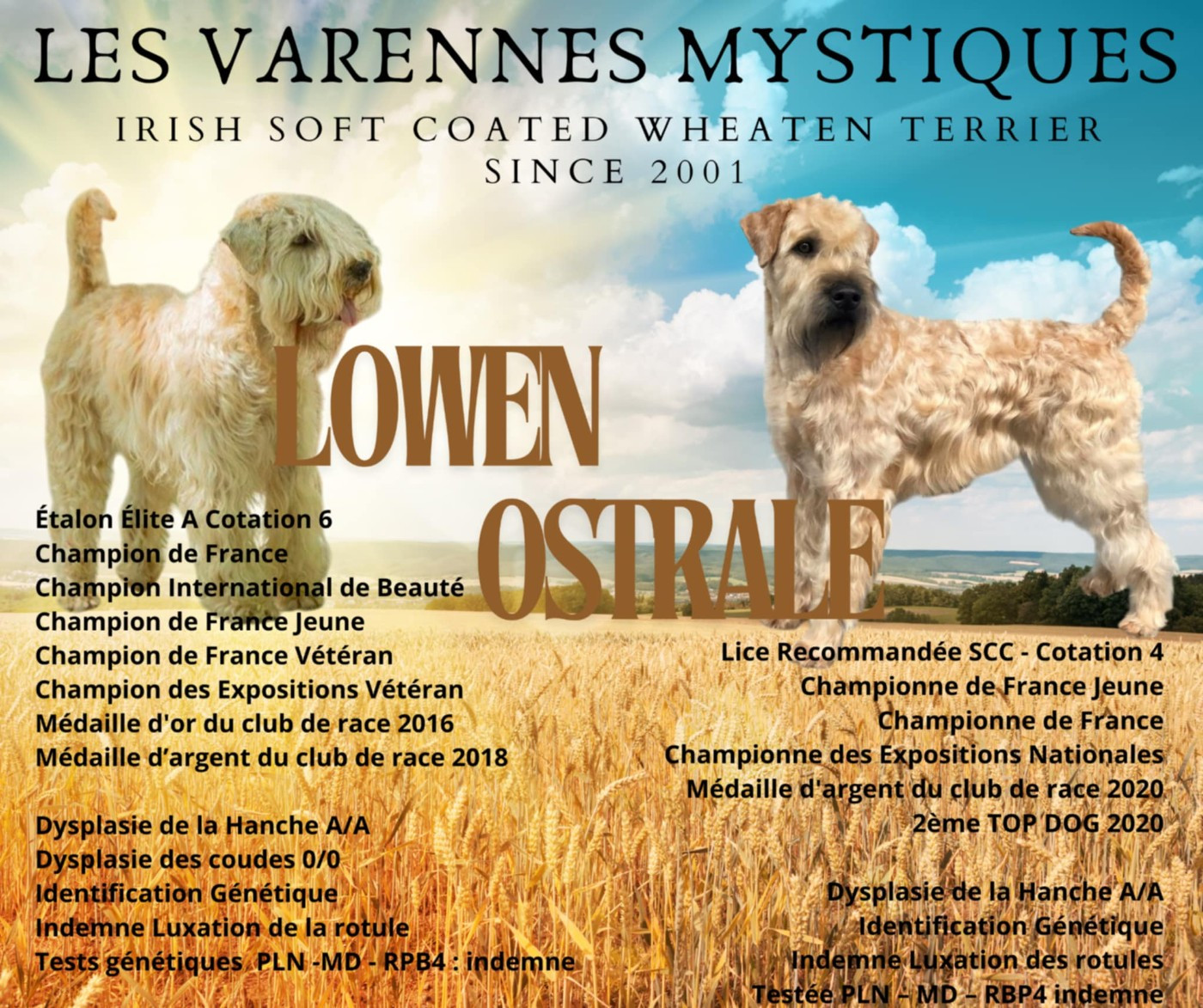 🌟🐾Portée à venir🐾🌟