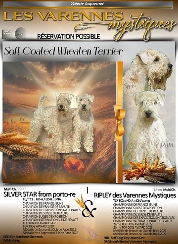 🌟🐾Portée à venir fin Juin🐾🌟