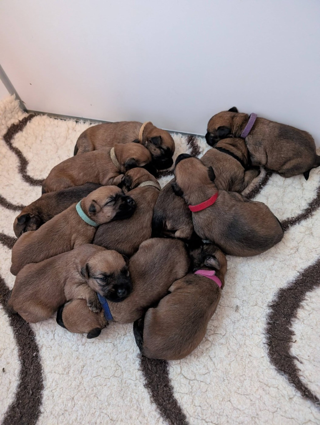 Les bébés ont eu 15 jours