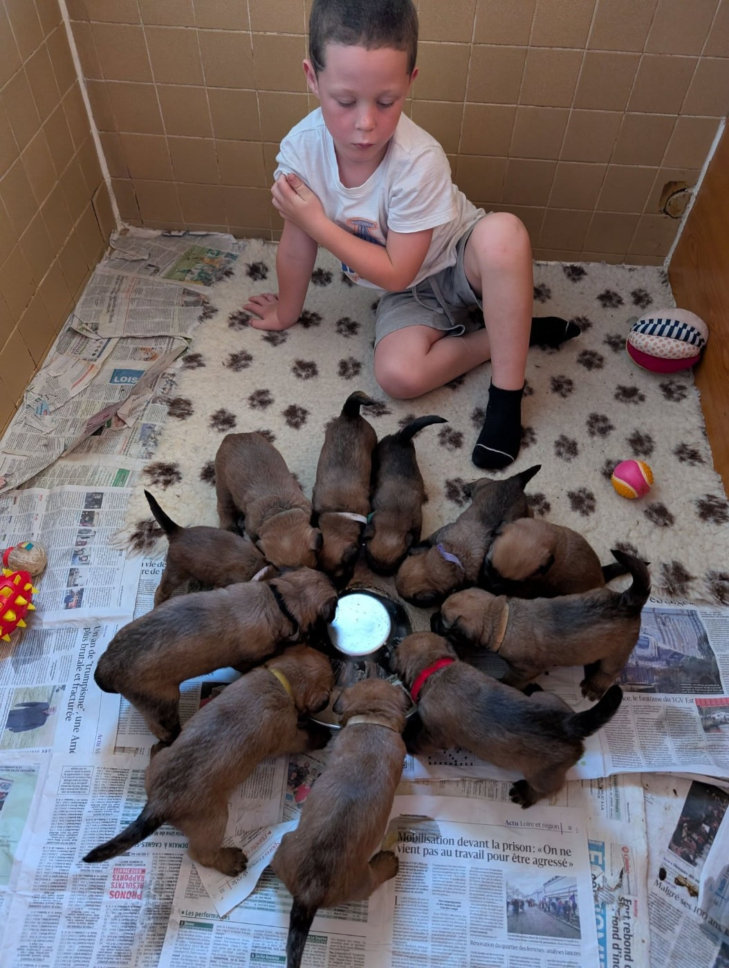des Varennes Mystiques - Repas des chiots d'Ostrale