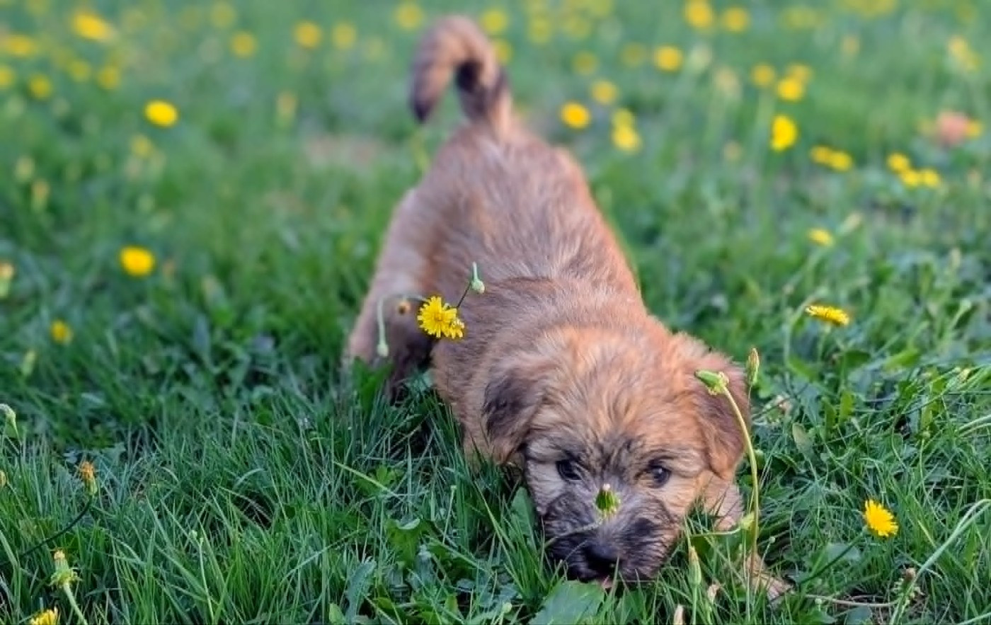 deux nouvelles vidéos des chiots