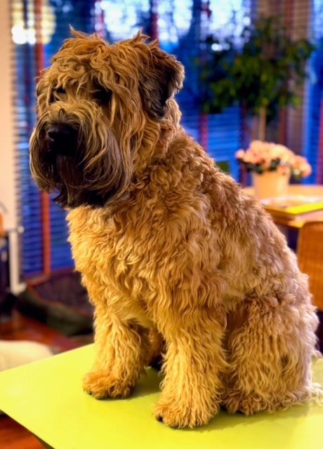 Lettre de Taza (Un quasi parfait descriptif de la Race !)