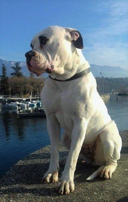 des Varennes Mystiques - Chiots BOULEDOGUE AMERICAIN prévus pour mars 2017 