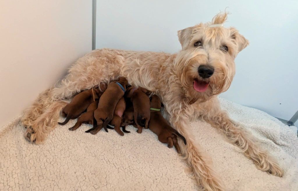 Chiot Irish Soft Coated Wheaten Terrier des Varennes Mystiques