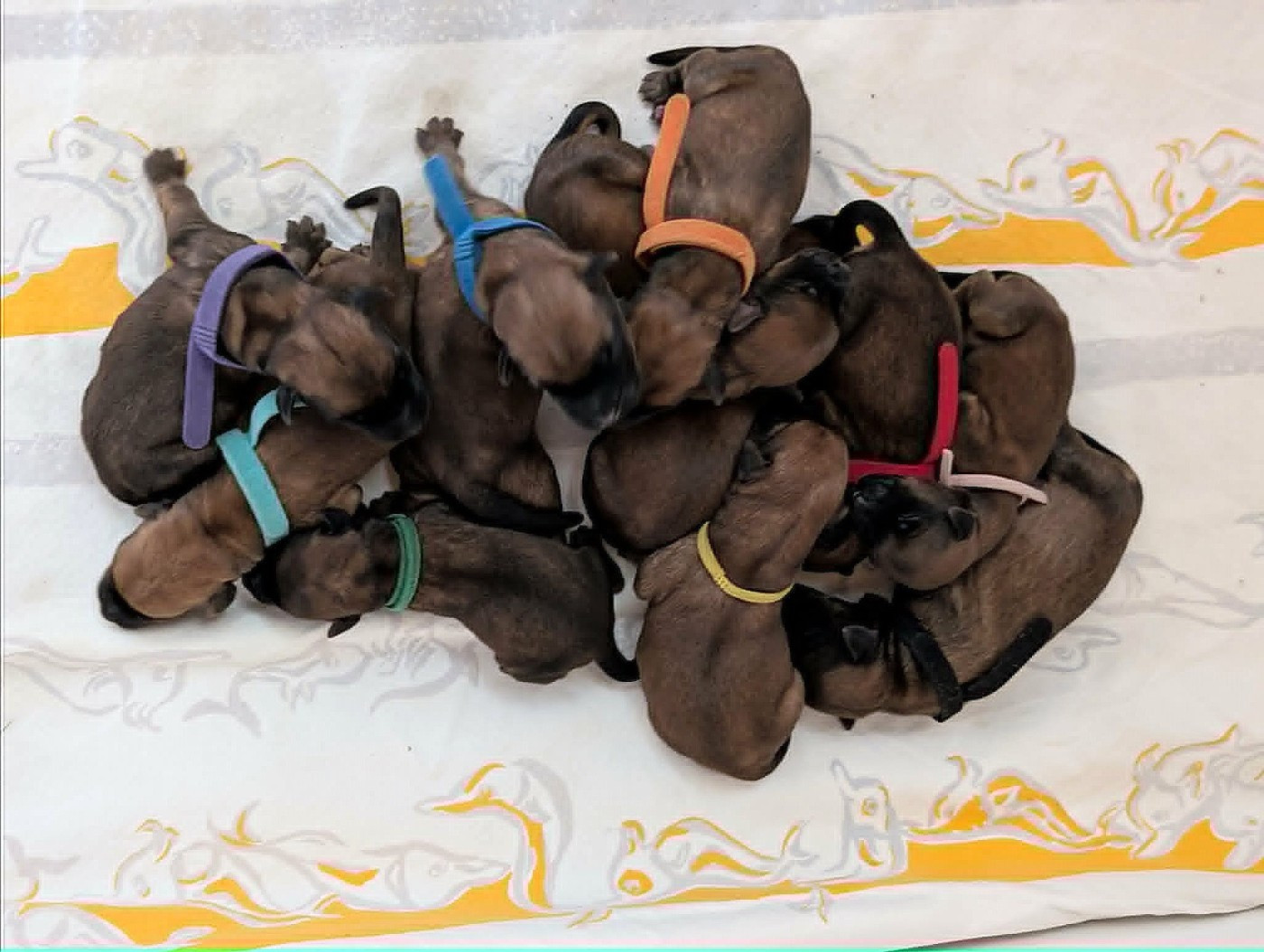 des Varennes Mystiques - Chiots disponibles - Irish Soft Coated Wheaten Terrier