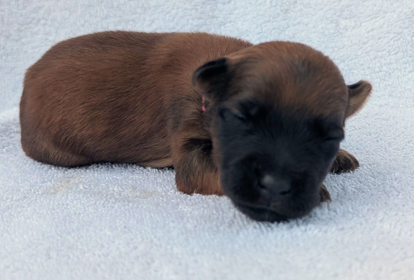 des Varennes Mystiques - Chiots disponibles - Irish Soft Coated Wheaten Terrier