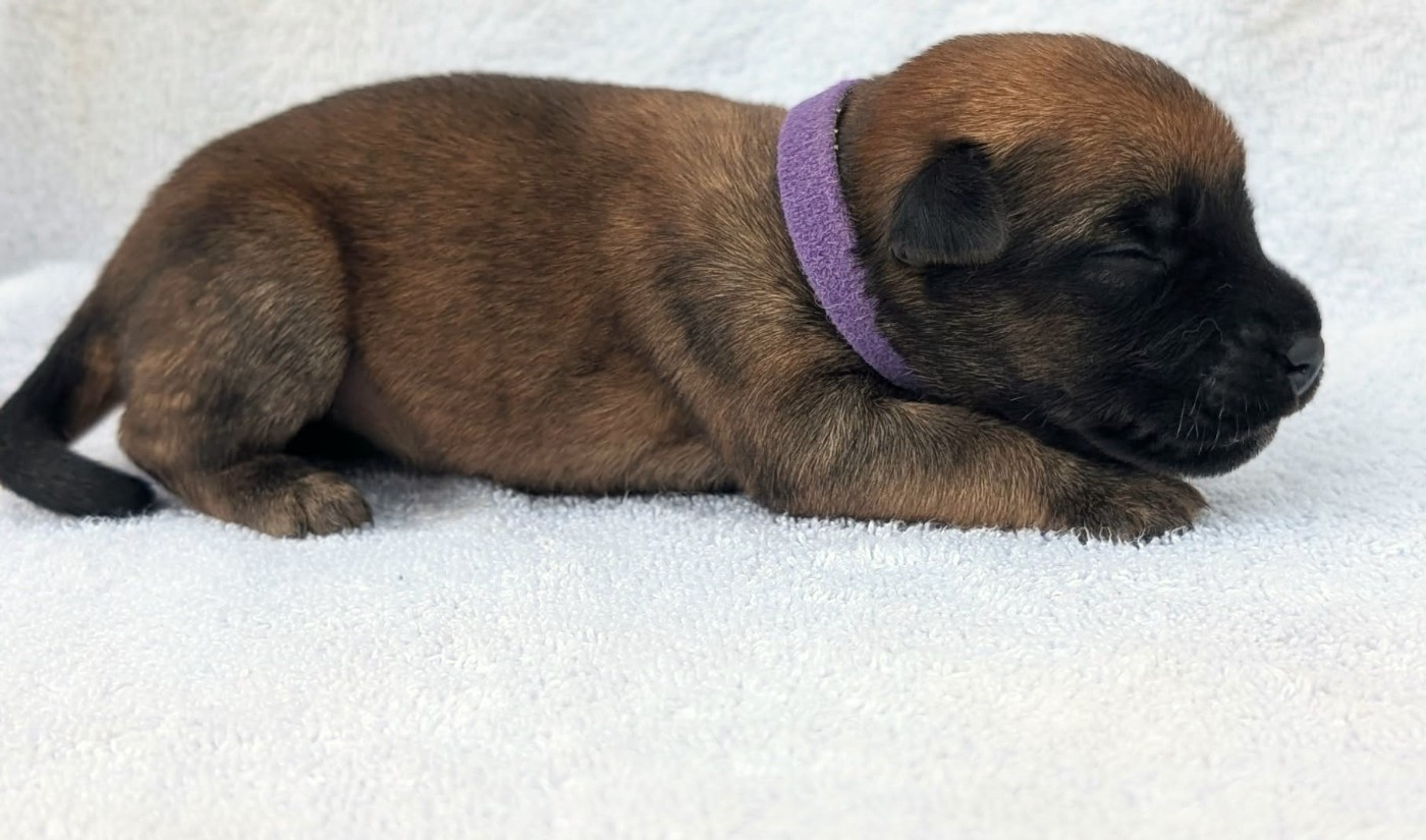 des Varennes Mystiques - Chiots disponibles - Irish Soft Coated Wheaten Terrier
