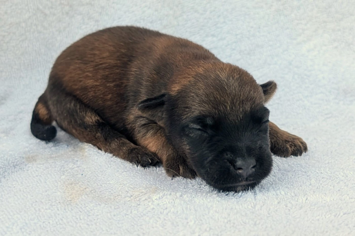 des Varennes Mystiques - Chiots disponibles - Irish Soft Coated Wheaten Terrier
