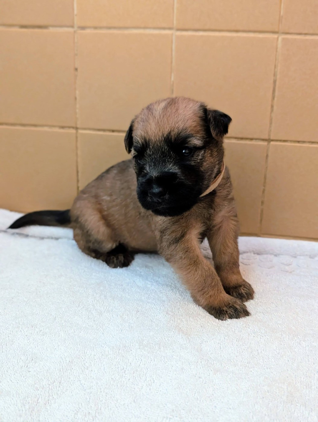 des Varennes Mystiques - Chiots disponibles - Irish Soft Coated Wheaten Terrier