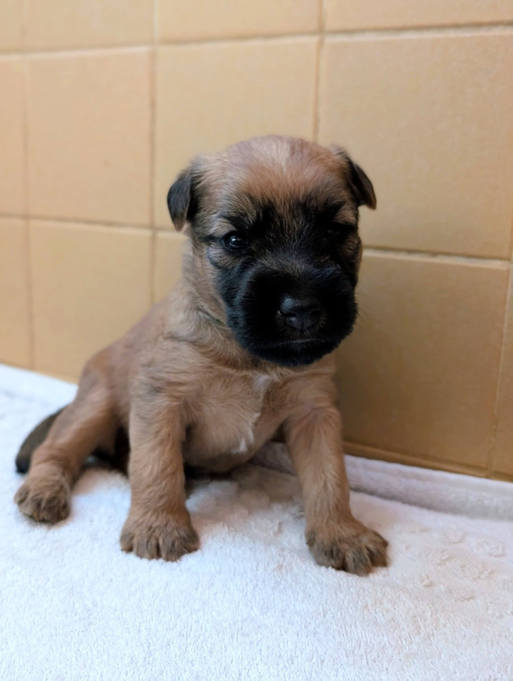 des Varennes Mystiques - Chiots disponibles - Irish Soft Coated Wheaten Terrier