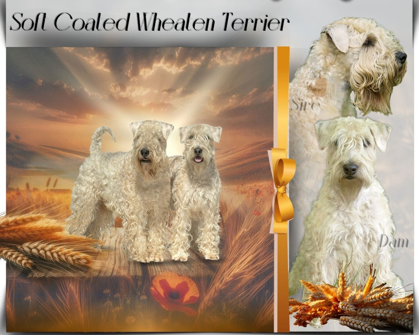 Chiot Irish Soft Coated Wheaten Terrier des Varennes Mystiques