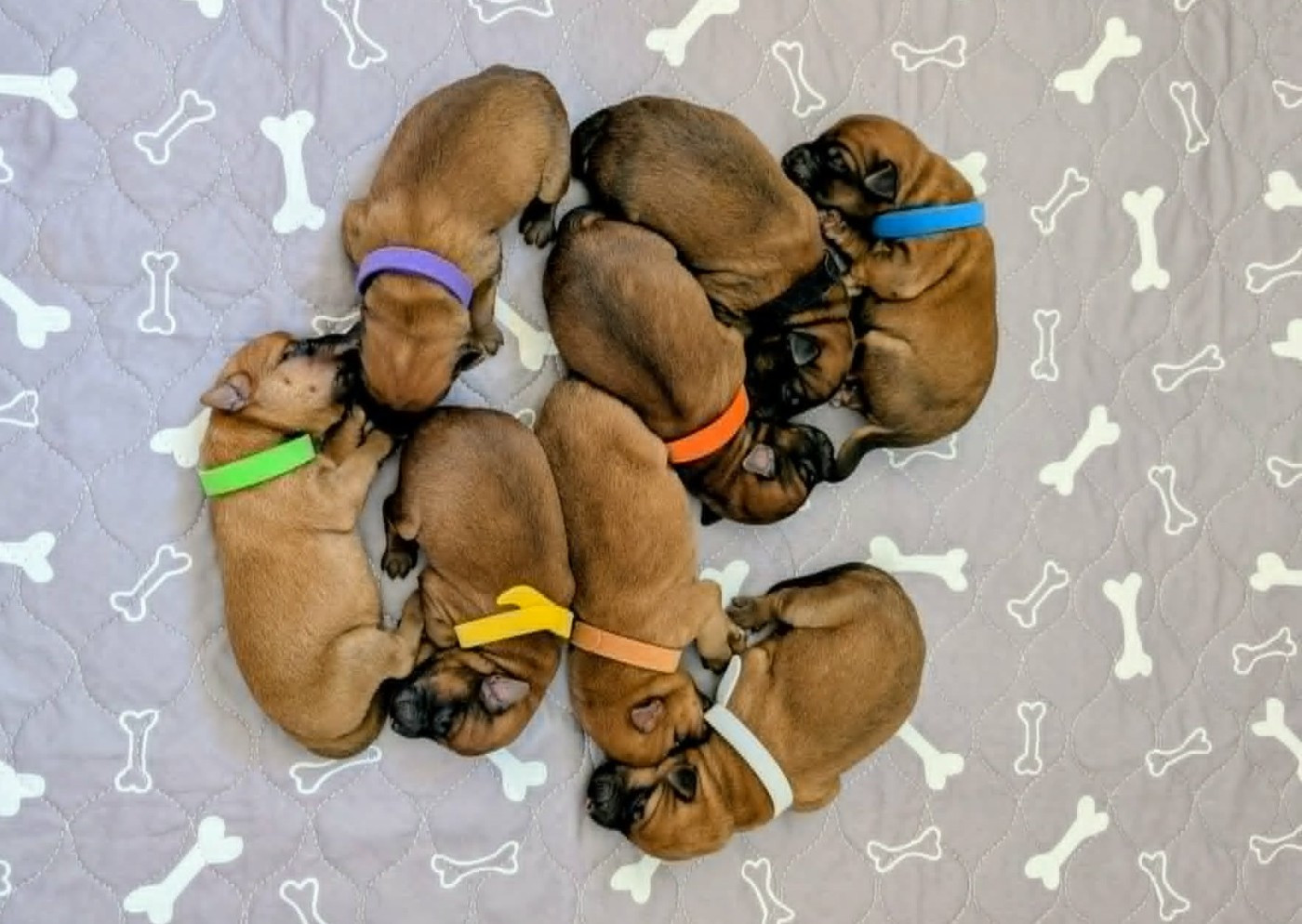 des Varennes Mystiques - Chiots disponibles - Irish Soft Coated Wheaten Terrier