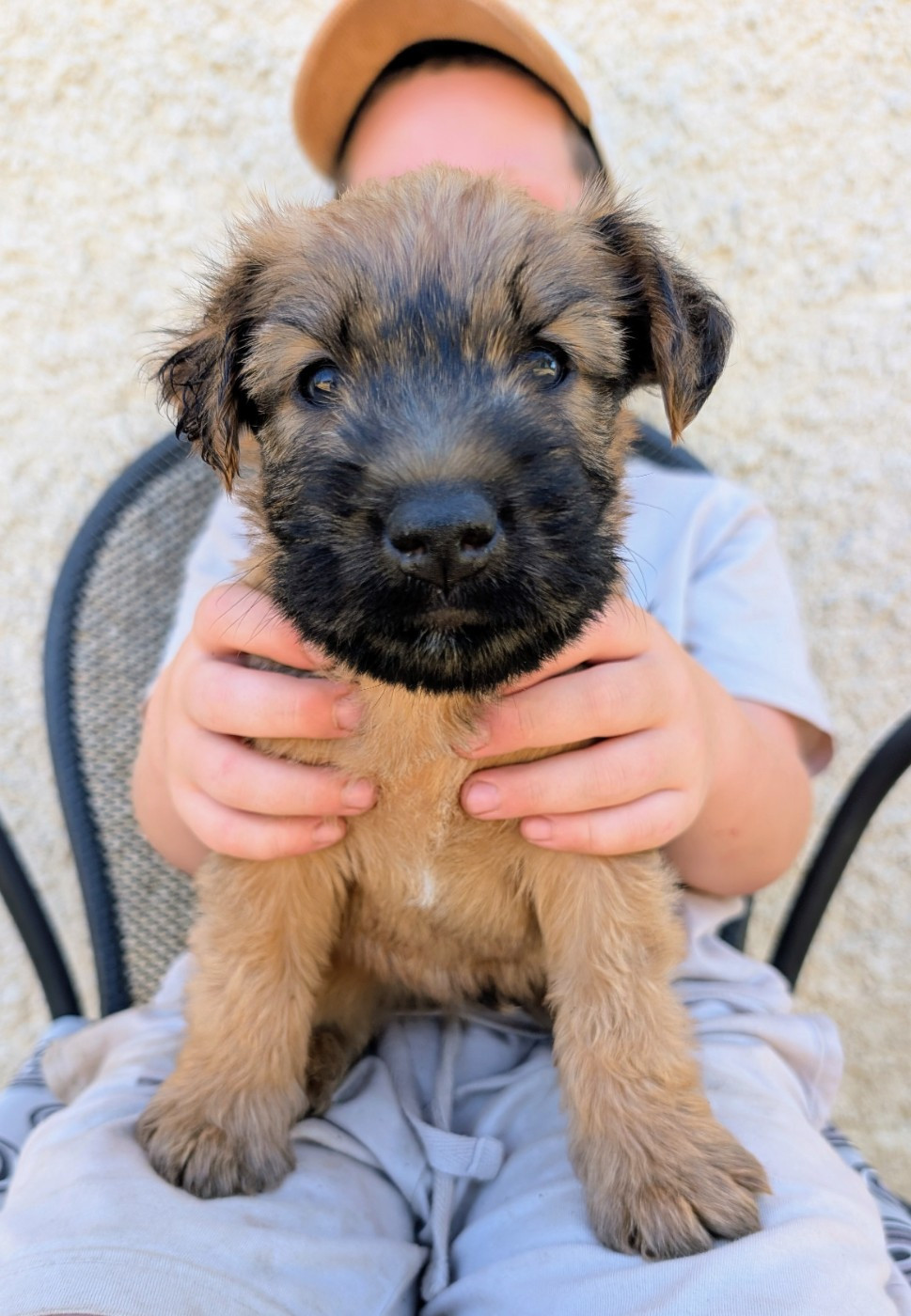 des Varennes Mystiques - Chiots disponibles - Irish Soft Coated Wheaten Terrier