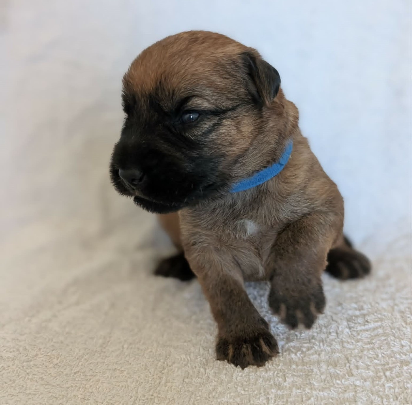 des Varennes Mystiques - Chiots disponibles - Irish Soft Coated Wheaten Terrier