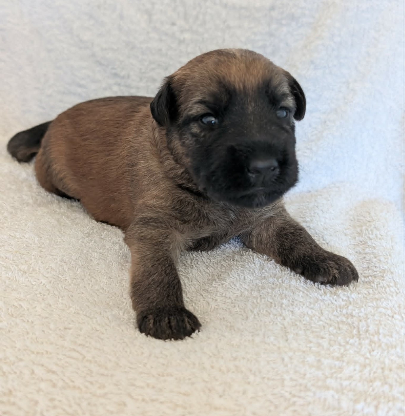 des Varennes Mystiques - Chiots disponibles - Irish Soft Coated Wheaten Terrier