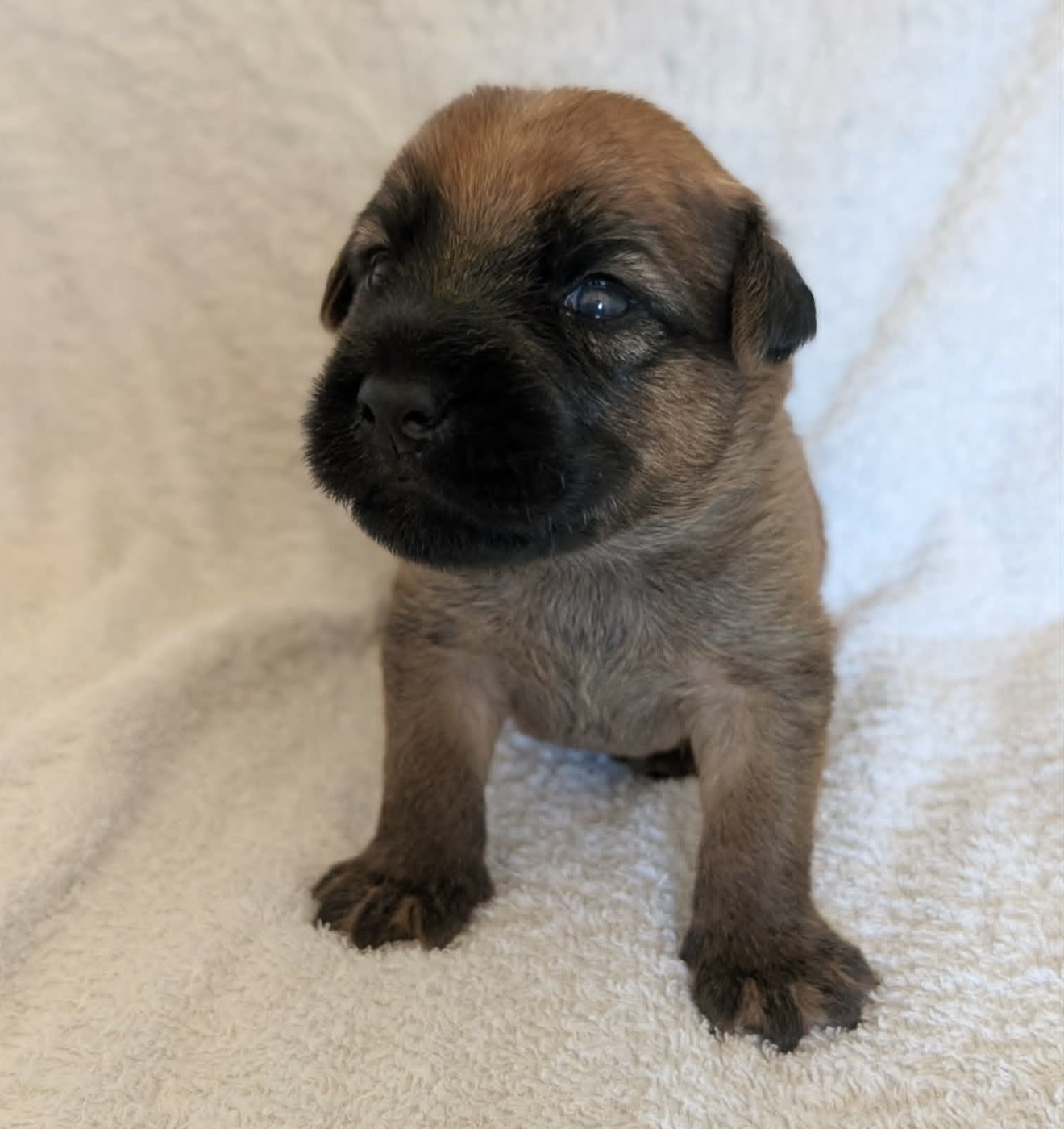 des Varennes Mystiques - Chiots disponibles - Irish Soft Coated Wheaten Terrier