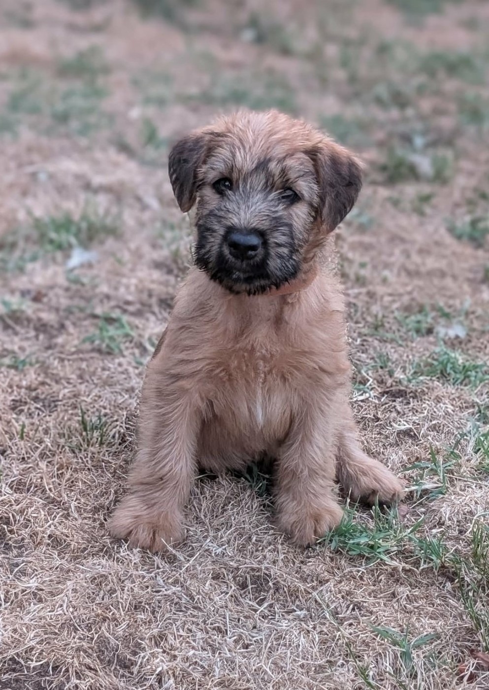 des Varennes Mystiques - Chiots disponibles - Irish Soft Coated Wheaten Terrier