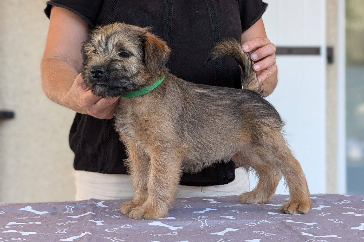 des Varennes Mystiques - Chiots disponibles - Irish Soft Coated Wheaten Terrier