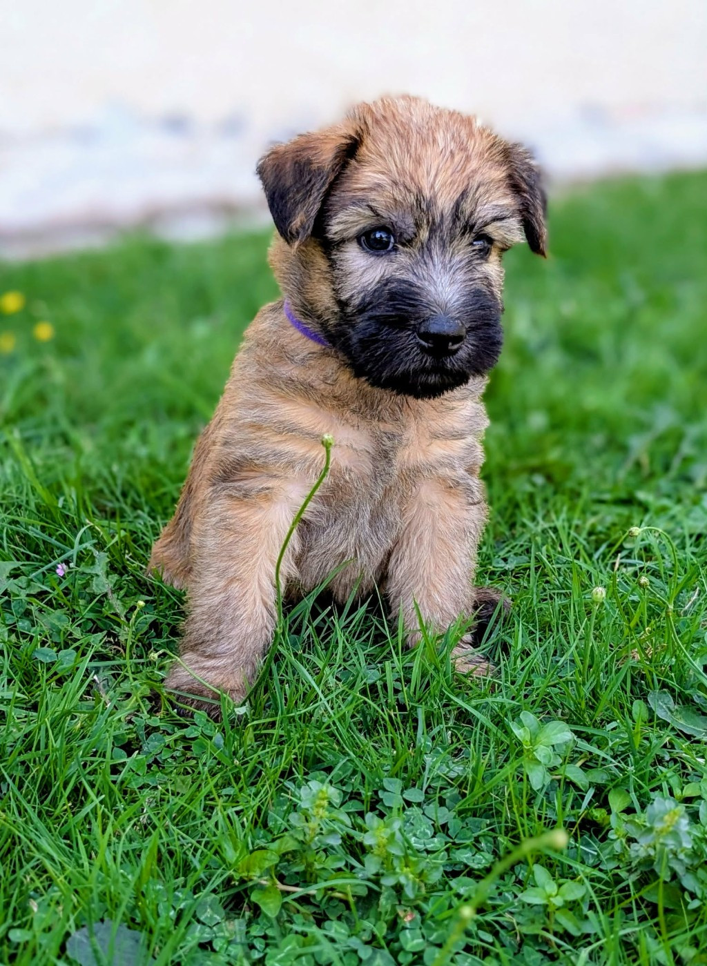 des Varennes Mystiques - Chiots disponibles - Irish Soft Coated Wheaten Terrier