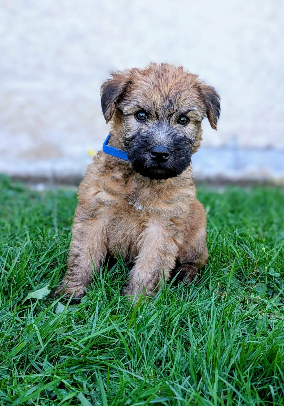 des Varennes Mystiques - Chiots disponibles - Irish Soft Coated Wheaten Terrier