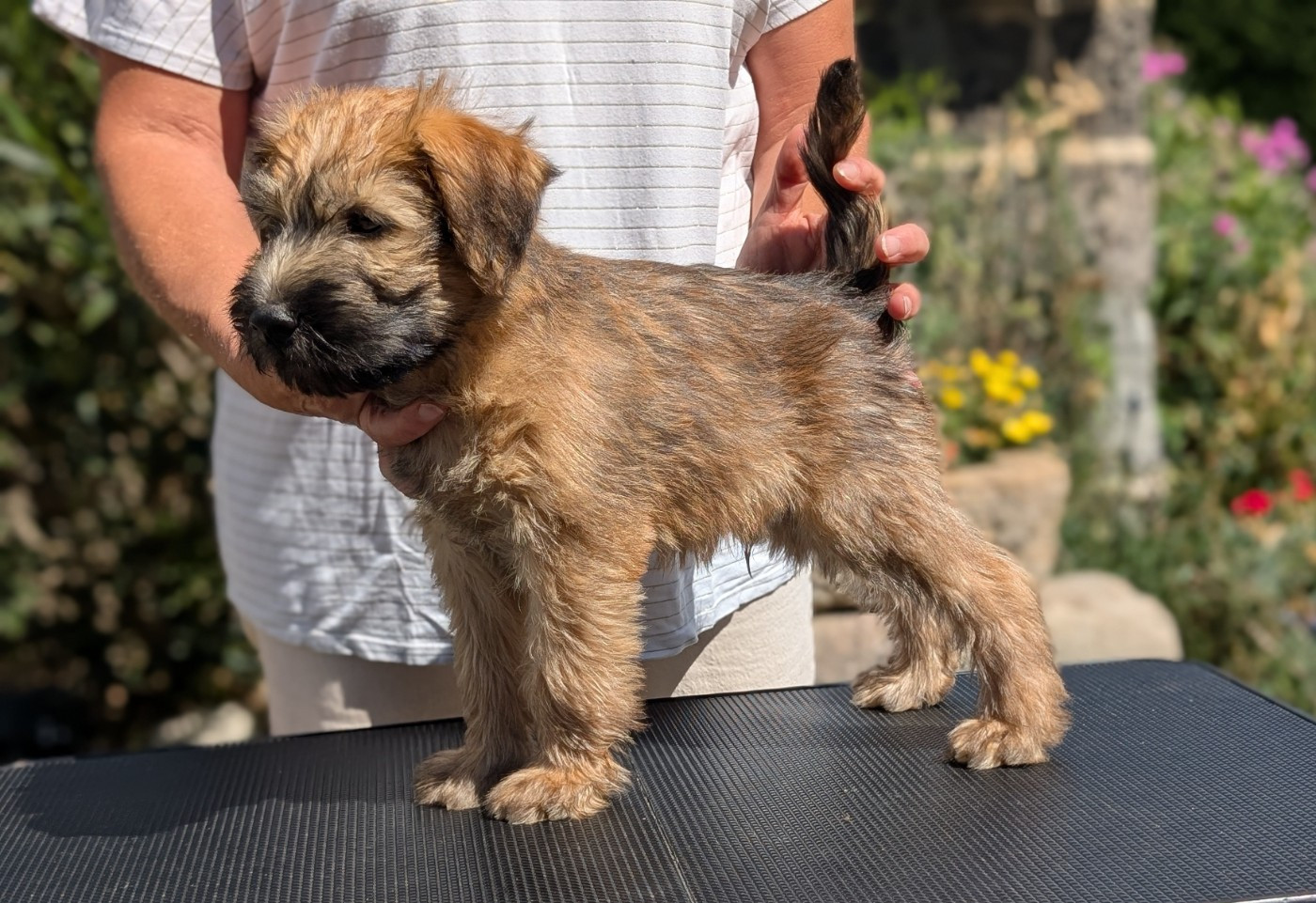 des Varennes Mystiques - Chiots disponibles - Irish Soft Coated Wheaten Terrier
