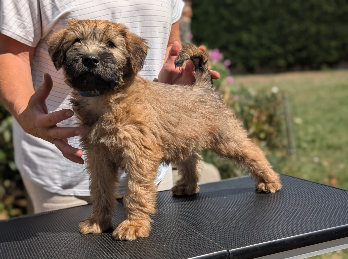 des Varennes Mystiques - Chiots disponibles - Irish Soft Coated Wheaten Terrier