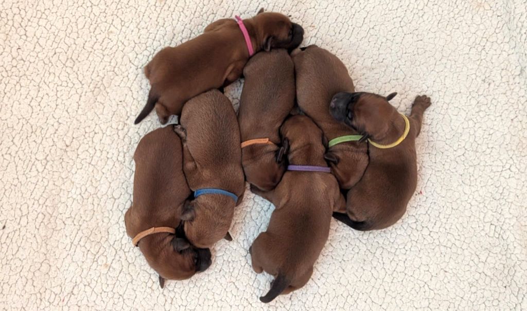 des Varennes Mystiques - Chiots disponibles - Irish Soft Coated Wheaten Terrier