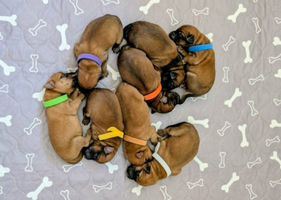 CHIOT 4