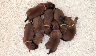 CHIOT