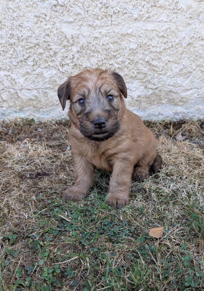 des Varennes Mystiques - Chiots disponibles - Irish Soft Coated Wheaten Terrier