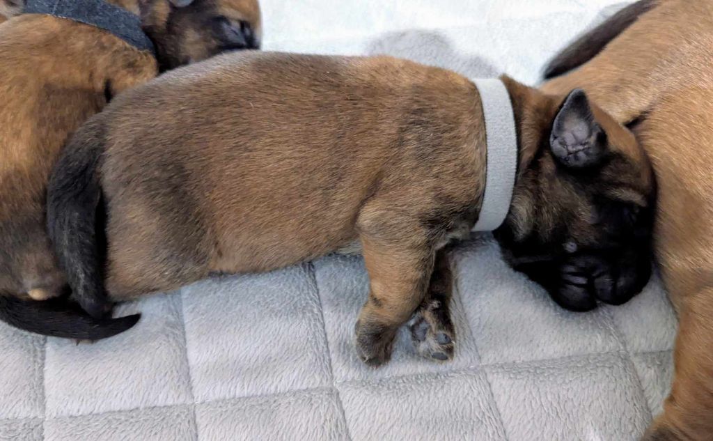 des Varennes Mystiques - Chiots disponibles - Irish Soft Coated Wheaten Terrier