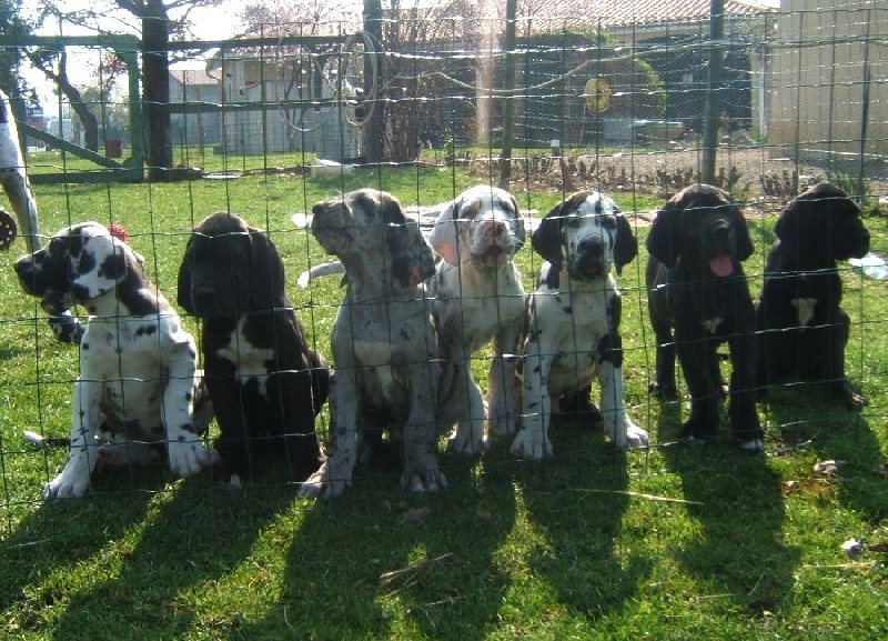 des Varennes Mystiques - Dogue allemand - Portée née le 15/01/2007