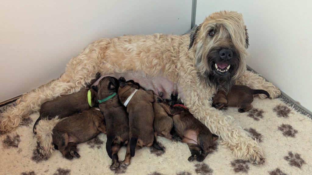 Chiot Irish Soft Coated Wheaten Terrier des Varennes Mystiques